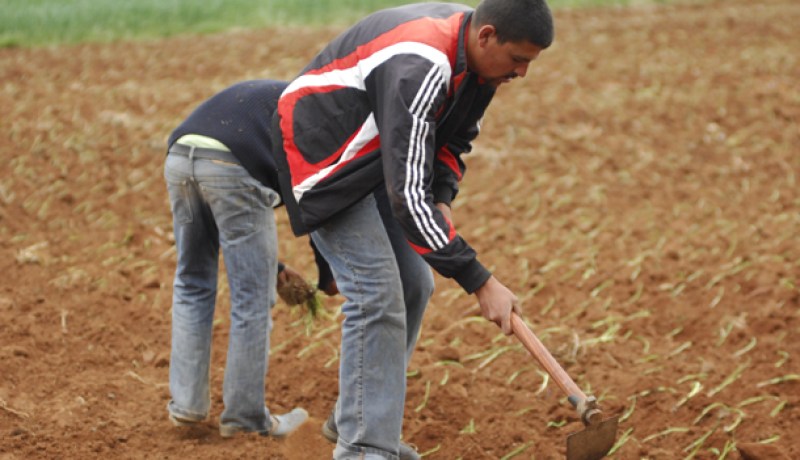التفاصيل الكاملة للإعانات الموجهة للفلاحين