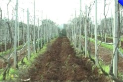 الإسمنت يغزو المساحات الخضراء