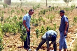 بن عيسى عدد الفلاحين المعنيين بمسح الديون يقل عن 700ألف