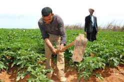 الحكومة تقرّر شراء المنتجات الفلاحية من الفلاحين لضمان استقرار الأسعار