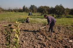 التفاصيل الكاملة عن القروض الميسّرة للفلاحين