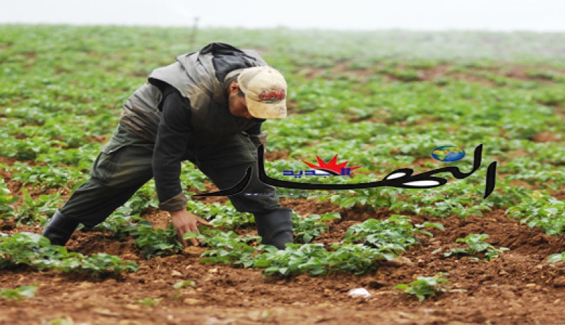 ''تجريد كل فلاح لا يفي بتعهّده من مستثمرته الفلاحية''
