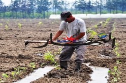 قبول 710 ملف من أصل 1432 مودعا لدى فرع الديوان الوطني للأراضي الفلاحية بتيزي وزو