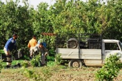 عليوي يجمد نقابات ديوان الحبوب