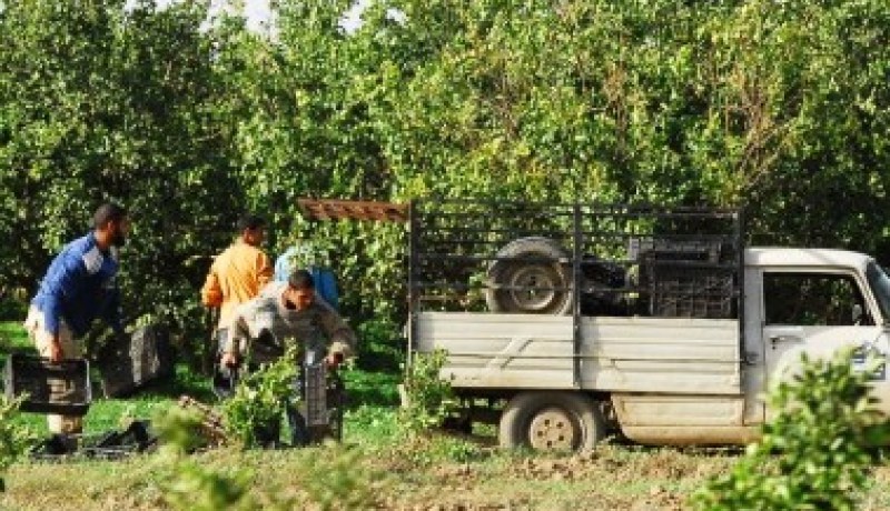 عليوي يجمد نقابات ديوان الحبوب