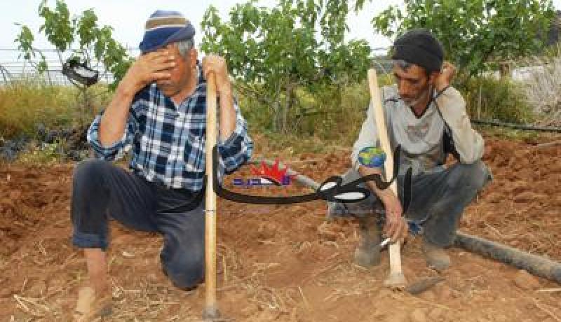 أكثر من 670 مليون د.ج لتعويض الفلاحين المتضررين من الكوارث الطبيعية بأم البواقي