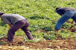 ازيد من 200 مليون دج منح دعم لفائدة قرابة 260 فلاح بتيسمسيلت