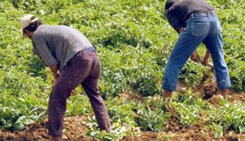 أكثر من 600 فلاح معني بإجراء مسح الديون بولاية الأغواط