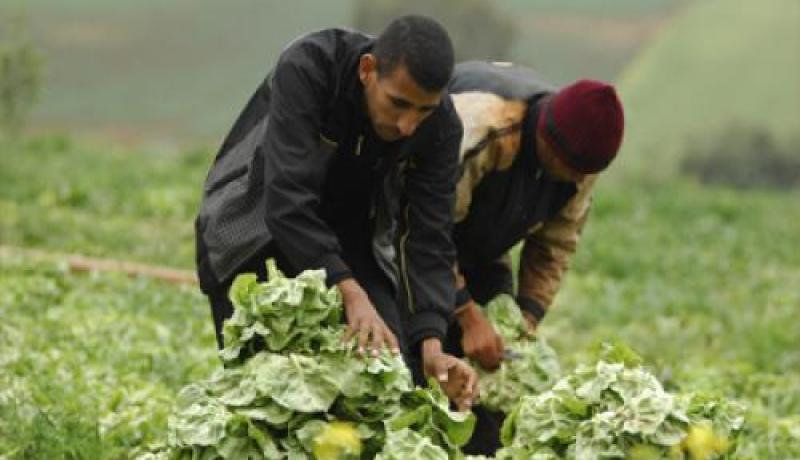 ثغرة مالية بـ005 مليار في مسح ديون الفلاحين