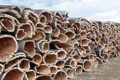 جني 7 آلاف قنطار من الفلين بسوق أهراس