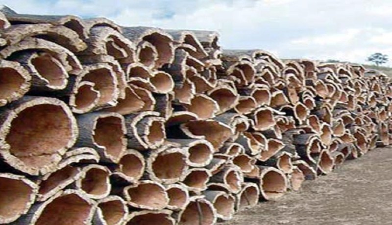 جني 7 آلاف قنطار من الفلين بسوق أهراس