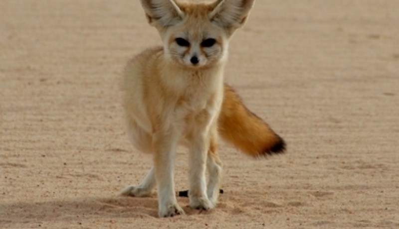 بدوي من “الطيبات” يهدي روراوة 22 فنكا حقيقيا
