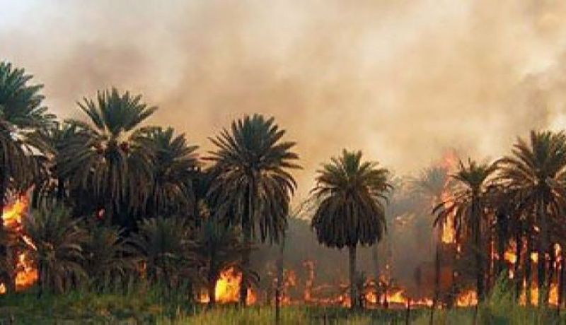 3 حرائق تتلف بساتين نخيل في بسكرة