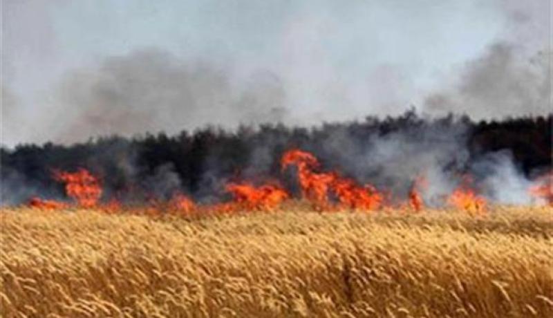 الشلف: إحتراق 3 هكتارات من القمح الصلب بواد سلي