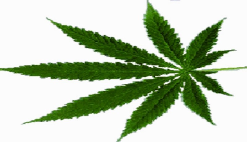 توقيف عامل نظافة لزراعته المخدرات في‮ ‬بشار