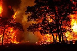 مسؤول بمديرية الغابات لـ”النهار”: “هذا ماخلفته الحرائق.. وتيسمسيلت الأكثر تضررا”