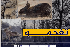 بالصور.. هذه هي الخسائر التي خلفتها الحرائق بولاية سعيدة