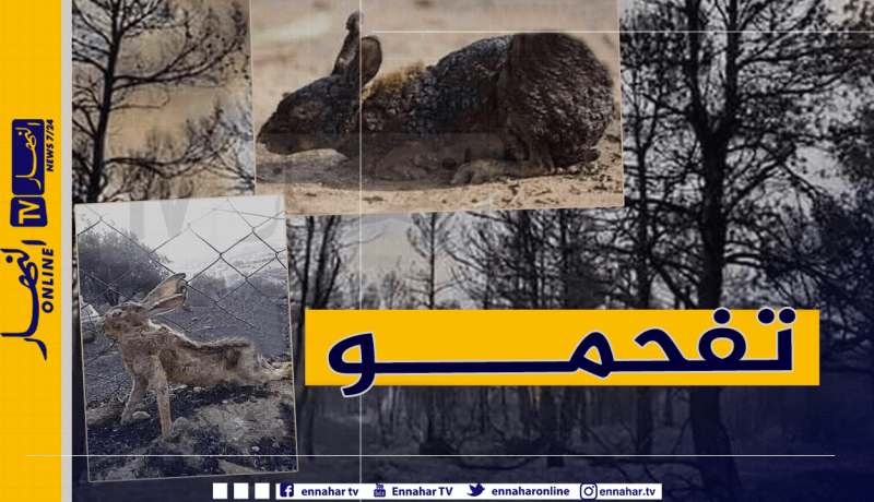 بالصور.. هذه هي الخسائر التي خلفتها الحرائق بولاية سعيدة