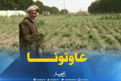 فلاحو تيارت يناشدون السلطات المحلية لمساعدتهم بعد تلف محاصيلهم الزراعية