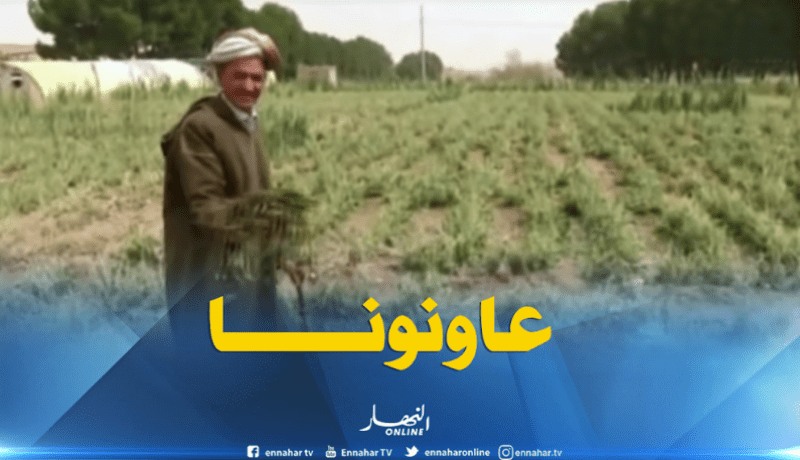 فلاحو تيارت يناشدون السلطات المحلية لمساعدتهم بعد تلف محاصيلهم الزراعية