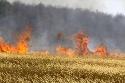 حريق يتلف 24 رأس غنم و700 حزمة تبن في سطيف
