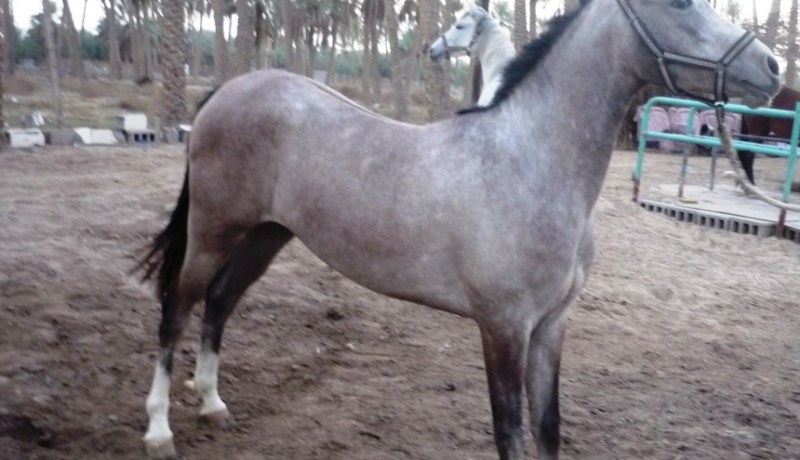 اكتشاف أعراض أنفلونزا لدى أحصنة في أربع ولايات