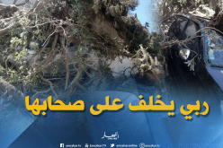 شاهد.. سقوط شجرة ضخمة على سيارتين بالعاصمة