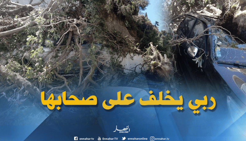 شاهد.. سقوط شجرة ضخمة على سيارتين بالعاصمة