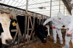 وزارة الفلاحة تحصي الموالين المتضررين من الحمى القلاعية قصد صرف تعويضات لهم