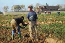 وزارة الفلاحة تدعم تكاليف الهوامش الناجمة عن البذر للمؤسسات المنتجة