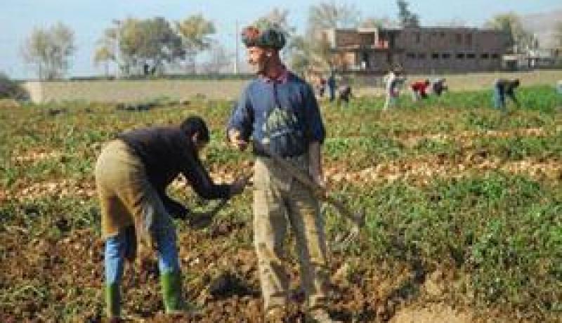 وزارة الفلاحة تدعم تكاليف الهوامش الناجمة عن البذر للمؤسسات المنتجة