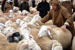 إعفاء الموّالين من الرسوم الضريبية على الأغذية المستعملة في التسمين