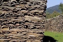 جني 7 آلاف قنطار من الفلين بسوق أهراس