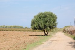 نجـــــلا علـــــي كافـــــي يستفيـــــدان مـــــن عقـــارات فلاحيـــــة بطريقـــــة غيـــــر قانونيـــــــة