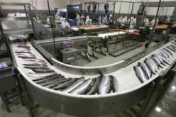 تناول الاسماك قد يقلل خطر الاصابة بمرض في العين مرتبط بالشيخوخة