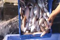 التحرر من استيراد صغار السمك بداية من جوان المقبل