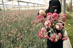 غزة تصدر 300 مليون زهرة إلى هولندا