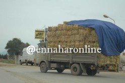  10 ملايير لدعم مادة الأعلاف