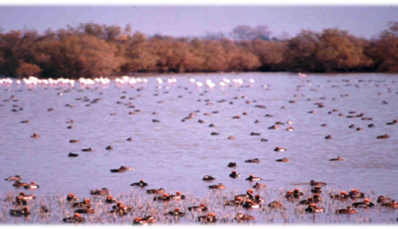 60تلميذ في زيارة استكشافية إلى بحيرة بوقزول  بالمدية