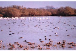 60تلميذ في زيارة استكشافية إلى بحيرة بوقزول  بالمدية