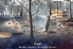 حريق في غابة سيدي محمد الواسيني بتلمسان