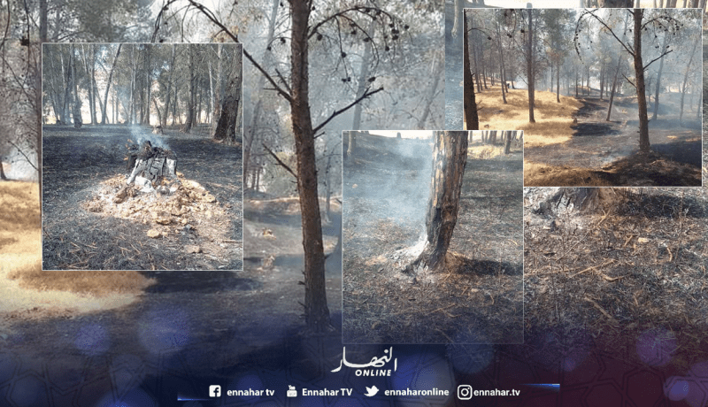 حريق في غابة سيدي محمد الواسيني بتلمسان