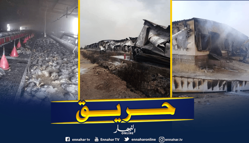 الجلفة: حريق مهول يأتي على 4 مستودعات و يُهلك 2400 دجاجة بسيدي لعجال