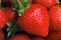 تنظيم الطبعة الثانية لعيد الفراولة بتيبازة