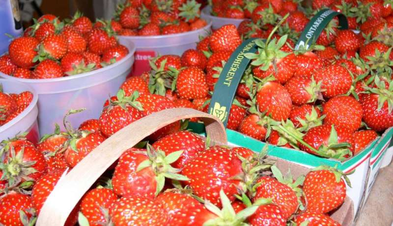 حفل كبير لإحياء عيد الفراولة بسكيكدة