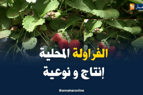 البيض: الفراولة تنتج محليا في أول تجربة بنتائج غير متوقعة