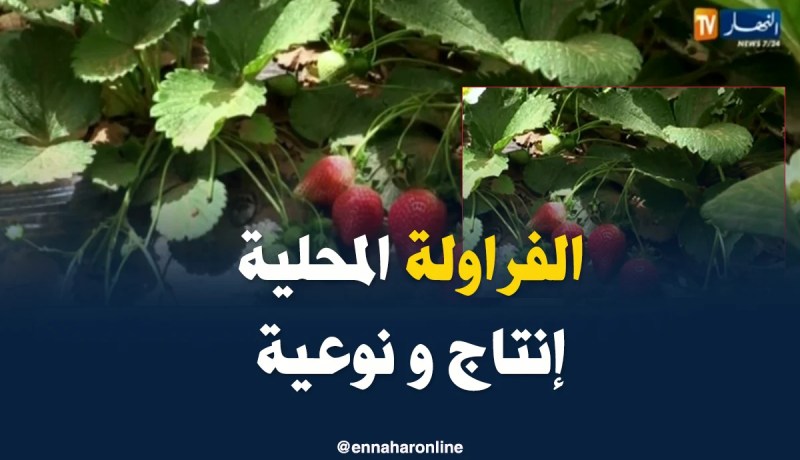 البيض: الفراولة تنتج محليا في أول تجربة بنتائج غير متوقعة
