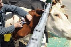 تطهير كافة بؤر الحمى القلاعية ببجاية