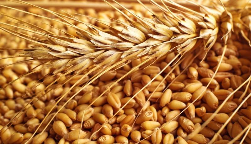  حجز أكثر من 8 أطنان من القمح اللين في مستودع سري بوهران