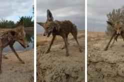 بالفيديو  البرد يجمد ثعلب سقط في بركة ماء